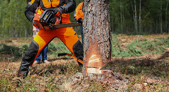 伐木工人在切割区用链锯锯树日志艺师工匠木头精神树干日落森林男人成人图片