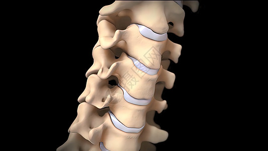 人类脊柱解剖 异形论坛和神经病等细节椎骨外科伤害神经科学手术悲伤背痛疼痛宏观图片