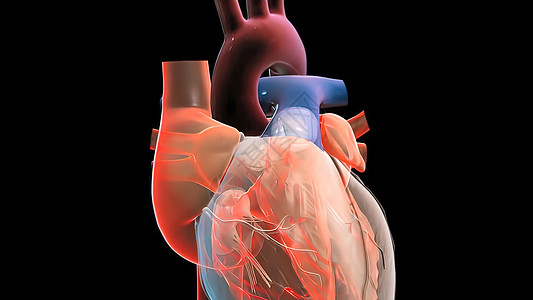 右中子泵血 从静脉抽到右心室的右心室骨架细胞韵律辉光戏剧性蓝色插图攻击节律解剖学承包图片