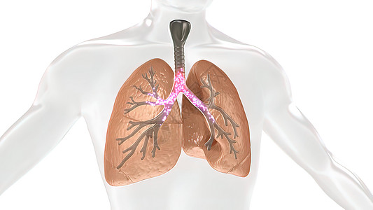 人体肺部氧气和二氧化碳的碳二氧化交换流量支气管空气哮喘呼吸气管呼吸系统交换毛细血管呼吸道图片