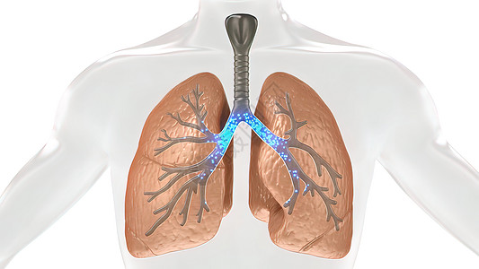 人体肺部氧气和二氧化碳的碳二氧化交换医学红细胞毛细管生物哮喘呼吸道毛细血管软骨支气管呼吸系统图片