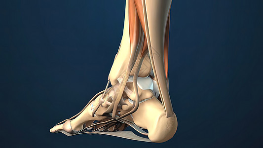 脚中断裂的叶子或天登鞭策药品脚跟伤害健康按摩风湿神经疾病肌肉图片