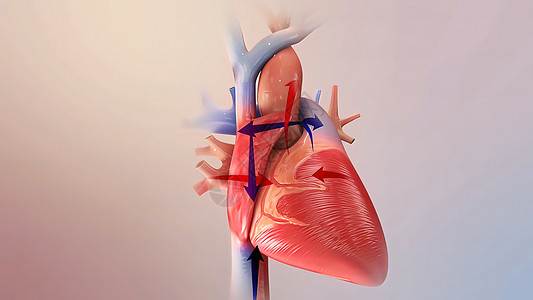 心力衰竭意味着心脏无法正常地将血液泵送到全身各处粒子心悸疼痛痛苦男性心室胸椎心血管衣服有氧运动图片