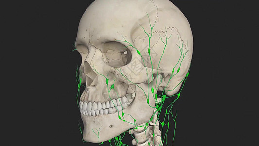 3D 人类骨架旋转模型 黑色底底淋巴船只的3D插图图片