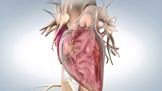 症状导致血液弹射到动脉和肺后备箱中心电图速度有氧运动充血性病人警报胸痛心脏病痛苦男性图片