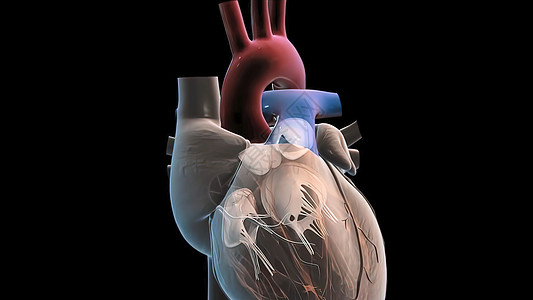 右中子泵血 从静脉抽到右心室的右心室骨架插图身体辉光蓝色生活疾病韵律脉冲承包戏剧性图片