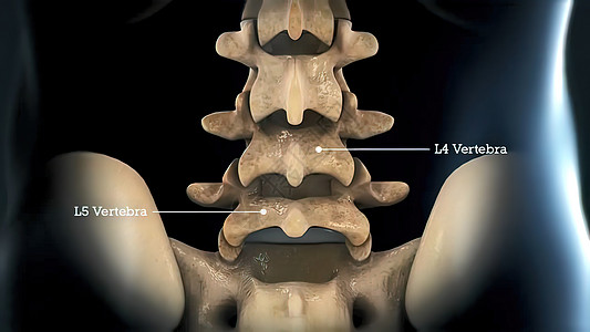 黑背景的脊柱解剖学挑衅宏观疼痛疾病创伤神经光盘背痛刺激脊椎图片