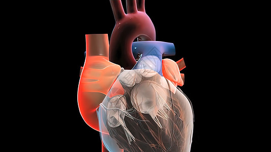 右中子泵血 从静脉抽到右心室的右心室骨架动脉脉冲身体科学组织辉光细胞疾病承包插图图片