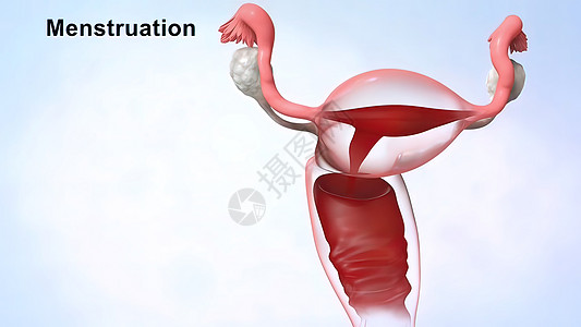 3D 医学插图 女性生殖系统 月经周期月经解剖学时间毯子电话伤害症状女士子宫房间图片