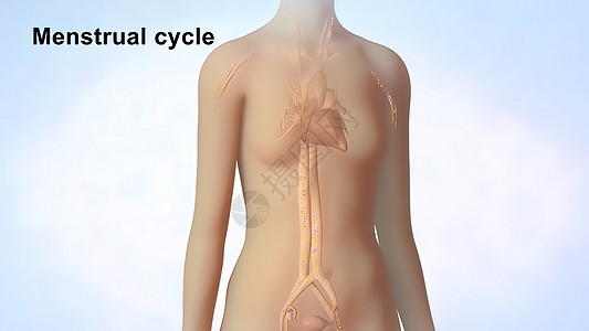 3D 医学插图 女性生殖系统 月经周期压力症状时间药品女人毯子腹痛月经子宫技术图片