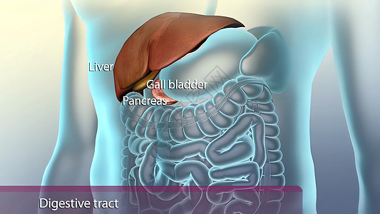 消化系统中的辅助性器官治疗腹部消化道冒号肝病生物学食管大肠手术疾病图片