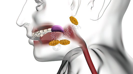 唾液使食物潮湿 有助于咀嚼和吞咽以及消化食物医生图表科学舌头3d卫生胰腺胸部冒号药品图片