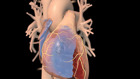 人类心脏 现实的解剖3D模型 人的心脏在监视器上阀门起搏器身体解剖学心脏病肌肉心室主动脉动脉病人图片