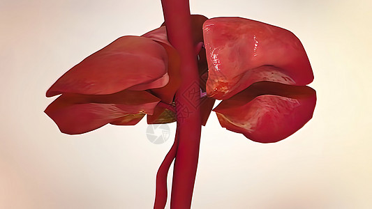 3D 人体内脏插件 肝脏在器官上的作用疼痛生物学脂肪图表科学信息手术治疗解剖学胆囊图片