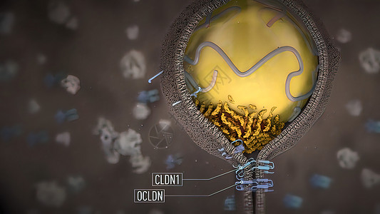 微观世界肝细胞医学 一种关键细胞类型 用于遗传免疫世界科学保健人体计算机结构黄疸细胞质受精卵核子背景