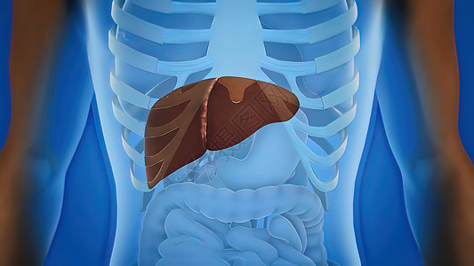 人类肝脏解剖和肝器官定义症状脂肪信息治疗药品解剖学疼痛器官科学癌症图片