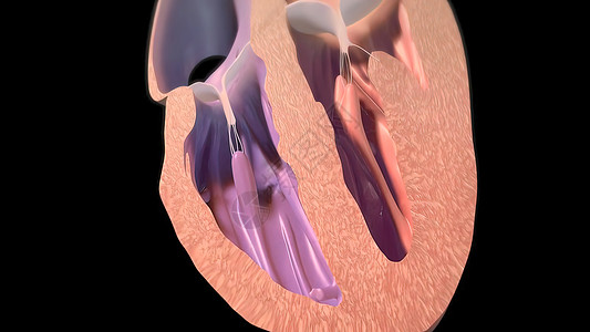 右心室从静脉中提取血液 抽到右心室系统医疗肌肉流量传导保健心肌计算机形态学绘图图片