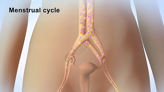 3D 医学插图 女性生殖系统 月经周期伤害时间毯子女士压力房间女人技术药品症状图片