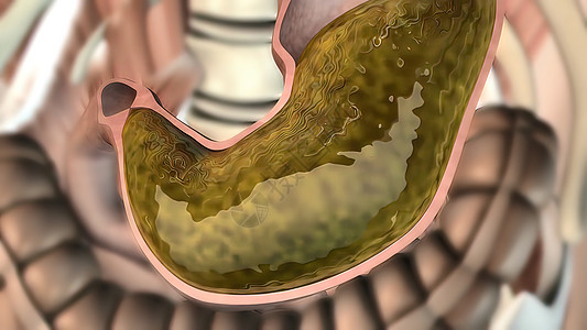 胃分泌酸和消化食物的酶胆囊消化消化系统器官信息冒号过程创造力消化道图表图片