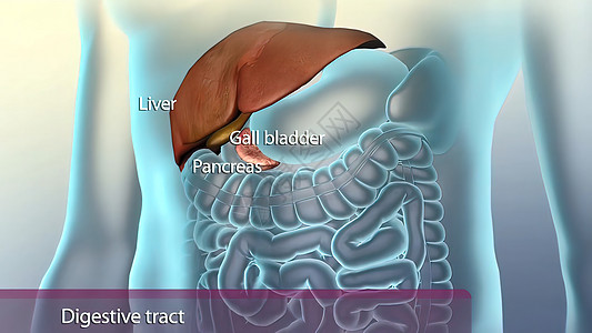 消化系统中的辅助性器官肝病大肠消化外科图表消化道胆囊治疗手术生物学图片