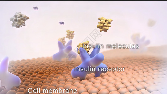 胰岛素是一种生成的荷尔蒙细胞血流内分泌代谢科学图表生物学动脉心血管插图图片