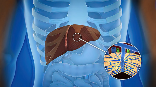 人类肝脏解剖和肝器官定义细胞器官黄疸脂肪胆囊症状图表疼痛药品生物学图片