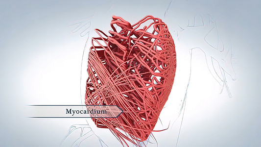 心脏的肌肉层被称为心肌瘤 由心血管细胞组成 脑部心电图染色体遗传学家微生物学基因人体分子高分子遗传学工程生物图片