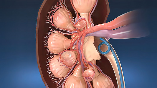 3D 肾脏传播医学血流动脉循环红细胞流量夹子肾叶镜头电影条件图片