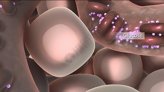 胰岛素告诉整个身体的细胞 从血液中抽取甘甘蔗糖图表解剖学红细胞代谢生物学药品胰腺糖尿病流明心血管图片