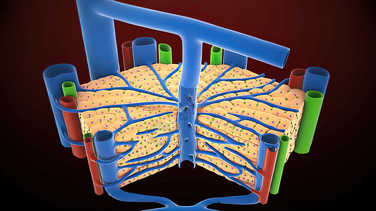 人类肝脏解剖和肝器官定义细胞攻击胆囊肝病痛苦黄疸脂肪酸疾病疼痛脂肪图片