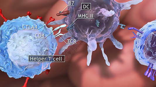辅助细胞 Th 细胞 也称为 CD4 细胞或 CD4 阳性细胞 是一种在免疫系统中发挥重要作用的 T 细胞临床输血凝块药店滴水液图片