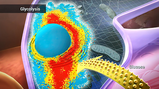 Glucose 一种简单的糖糖 为细胞功能提供能量葡萄糖活力稳态血小板红细胞代谢器官身体系统图片