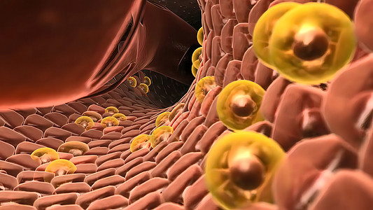 Hepastem  增加肝脏中的健康细胞渲染胆囊疼痛治疗生物学脂肪酸3d癌症药品解剖学图片