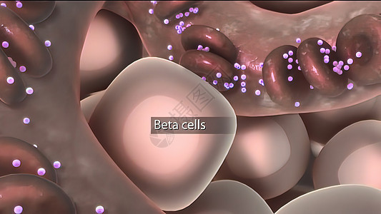 胰岛素告诉整个身体的细胞 从血液中抽取甘甘蔗糖代谢疾病科学葡萄糖药品图表内分泌红细胞生物学胰腺图片