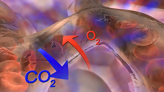循环系统 肺动脉流出血液细胞肺泡支气管流量插图生物交换医学气体毛细血管图片