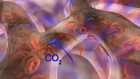 循环系统 肺动脉流出血液胸椎流量肺泡哮喘呼吸支气管生物交换呼吸系统细胞图片