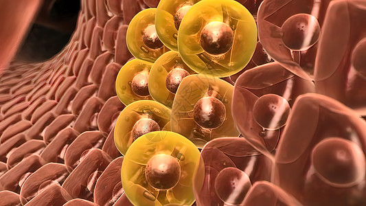 Hepastem  增加肝脏中的健康细胞科学男性手术解剖学身体疼痛脂肪酸肝炎3d癌症图片