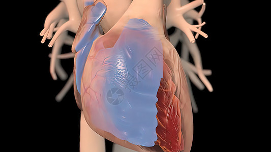右心室从静脉中提取血液 抽到右心室主动脉流量形态学肌肉瓣膜移植动脉医学人体药品图片
