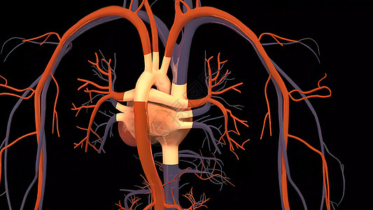 心脏瓣膜 瓣膜使血液以正确的方向流过心脏组织脉冲细胞心血管韵律动脉运动蓝色戏剧性插图图片