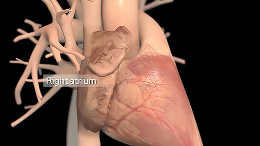 人类心脏 现实的解剖肌肉疼痛主动脉中庭阀门心肌病人解剖学静脉身体图片
