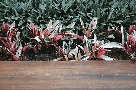 红绿植物叶和木地板园艺花园叶子装饰地板装潢地面绿色风格房子图片