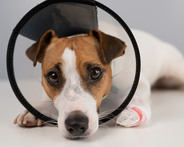 狗生病狗 在锥领上绑着爪子脖子外科动物手术猎犬宠物兽医锥体治疗塑料背景
