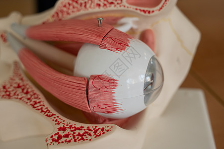 近距离接近人体眼部解剖塑料模型器官验光师视网膜配镜师样本验光近视医生眼科卫生图片