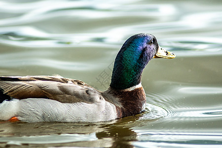 野鸭在湖水中放松棕色羽毛池塘荒野白色野生动物动物鸭子蓝色公园图片