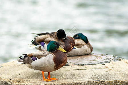 野鸭在湖水中放松绿色池塘野生动物鸭子蓝色羽毛荒野白色鸟类动物图片