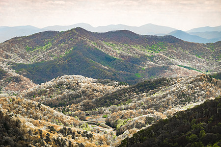 Pisgah国家森林的景观风景观蓝色光头数控高地山脉祖父岩石地块草地顶峰图片