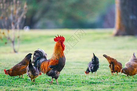 公鸡和小鸡 散养公鸡和母鸡房子草地羽毛农庄晴天太阳农家院生物牧场鸟类图片