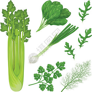 来自花园的香草 一组药材 如欧芹 菠菜 莳萝 芝麻菜以及蔬菜洋葱和芹菜 蔬菜和草药的集合 向量图片