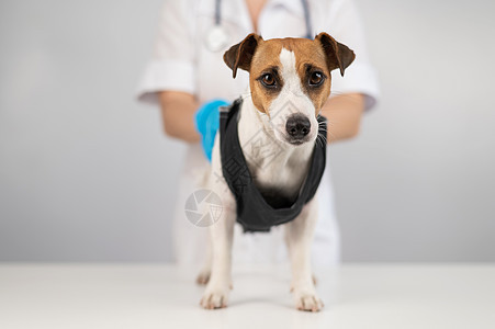 外科手术后 医生给杰克罗素泰瑞尔的狗盖毯子子宫程序切除术诊所绷带女性消毒病人药品戏服图片