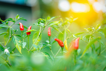 农场里辣椒或红辣椒植物食物蔬菜生长收成季节香料青辣椒热带烹饪图片